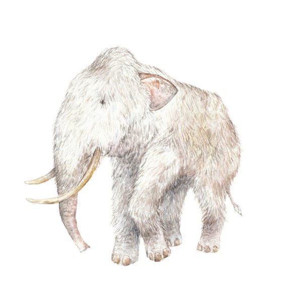 Woolly Mammoth Watercolor Limited Edition Print 8.5x11