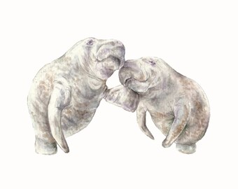 Manatees Limited Edition Print 8.5x11 Watercolor - Sea Cow, dugong, everglades cuddle print