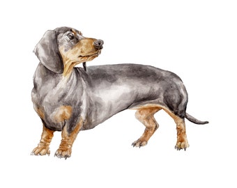 Dachshund Smooth Coat Black and Tan Dog Watercolor Limited Edition Print 8.5x11 Pet Portrait