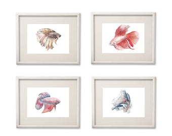 Betta Fish 8.5 x 11 Watercolor: You choose from 4 designs