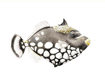 Clown Triggerfish Limited Edition Print 8.5x11 Watercolor