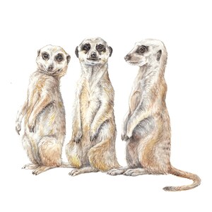 Meerkat Buddies Print 8.5x11 Watercolor Cute Safari Animal Painting