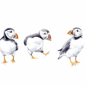 Puffins Limited Edition Print Watercolor iceland bird art