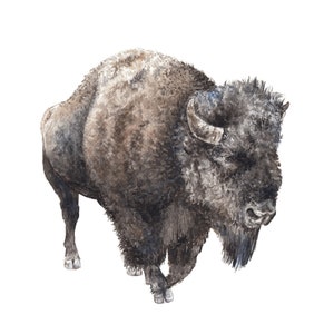 Buffaloes: Choose From Bison Mama & Baby Buffalo or Walking - Etsy