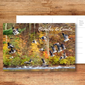 Canada Geese Fall Postcard