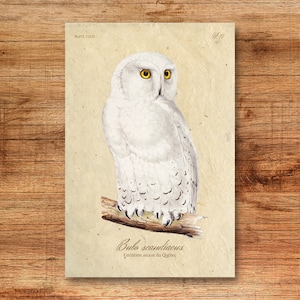 Snowy Owl - Quebec Official Bird Postcard