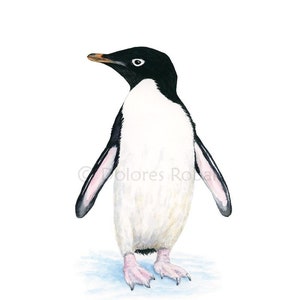 PENGUIN Painting, Penguin Print, Penguin Watercolor Painting, Penguin Art, Penguin Gift, Penguin Wall Art, Realistic Penguin, Penguin Decor