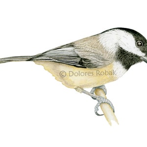 CHICKADEE Art, Black-capped Chickadee Watercolor Print, Realistic Chickadee Painting, Chickadee Art, Bird Wall Art, Bird Décor, Bird Art Mom