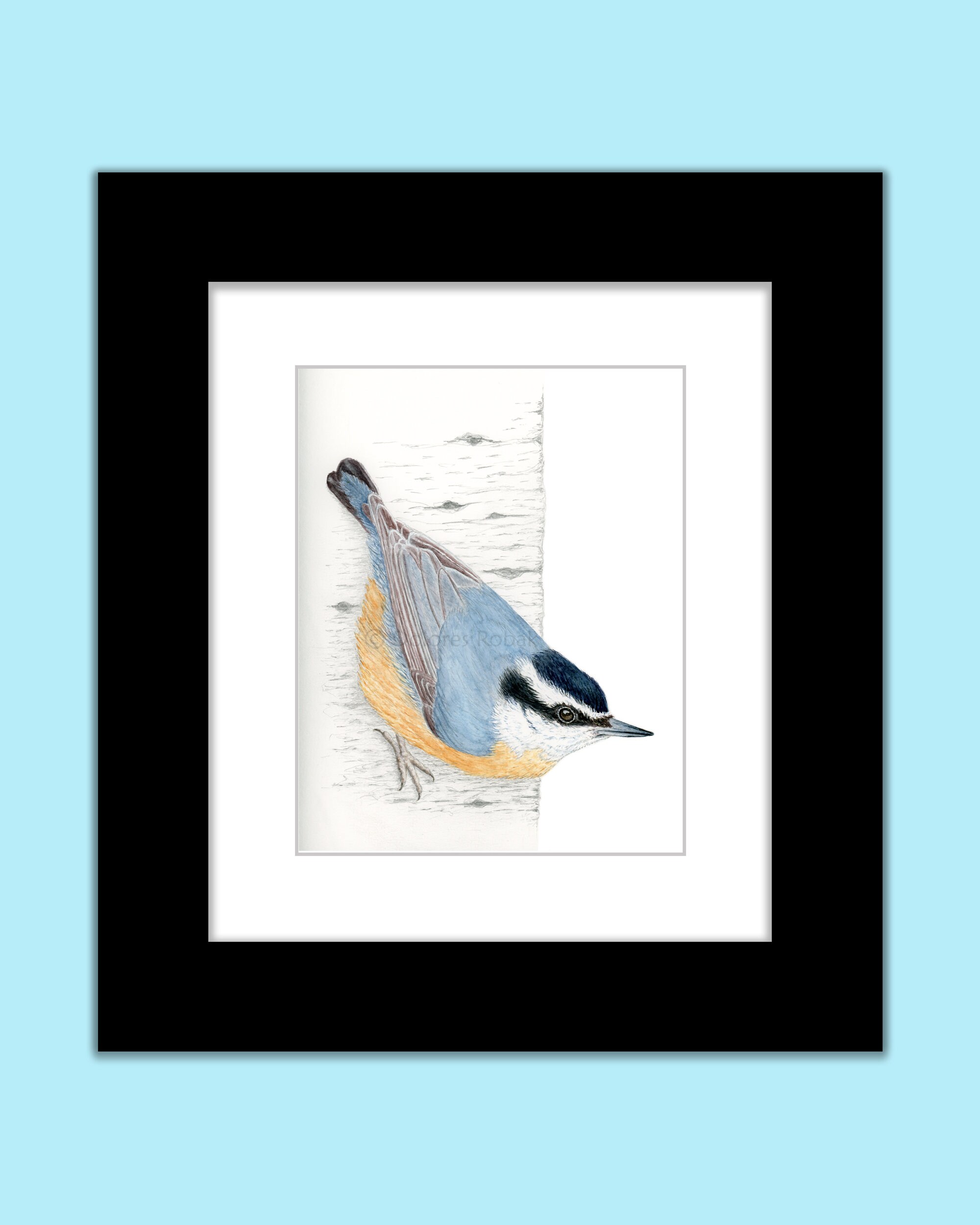 NUTHATCH Bird WATERCOLOR Art PRINT, Nuthatch Bird Art, Nut Hatch