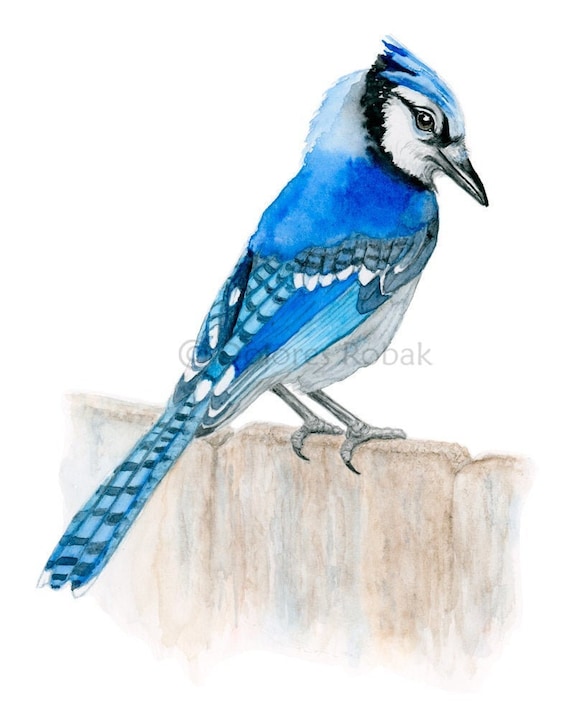 Blue on sale jay painting