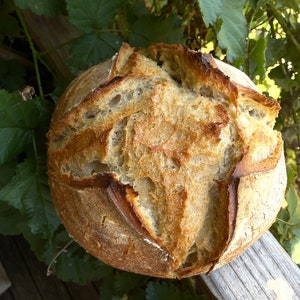 Sourdough Starter SUPER Active Biodynamic, Dry starter with instructions and recipes image 3