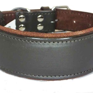May include: A wide, brown leather dog collar with a suede lining and silver metal buckle. The collar has a stitched edge and four silver metal rivets.