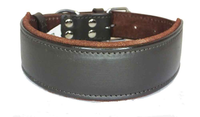 May include: A wide, brown leather dog collar with a suede lining and silver metal buckle. The collar has a stitched edge and four silver metal rivets.