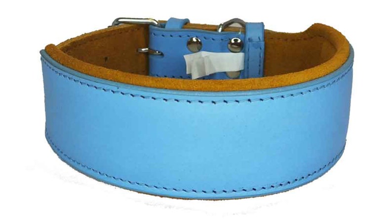 May include: A light blue leather dog collar with brown suede lining and a silver buckle. The collar is stitched with white thread.