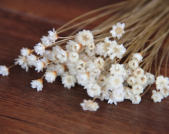 50 piezas de aliento de bebé, un pequeño paquete de flores secas, para rellenar las mini botellas de vidrio, MINI flores de margarita estrella (122-45)