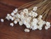 50 pcs  Baby's breath , A small pack of dried flowers ,for Filler of the mini glass bottles,MINI Star daisy flowers(122-45) 