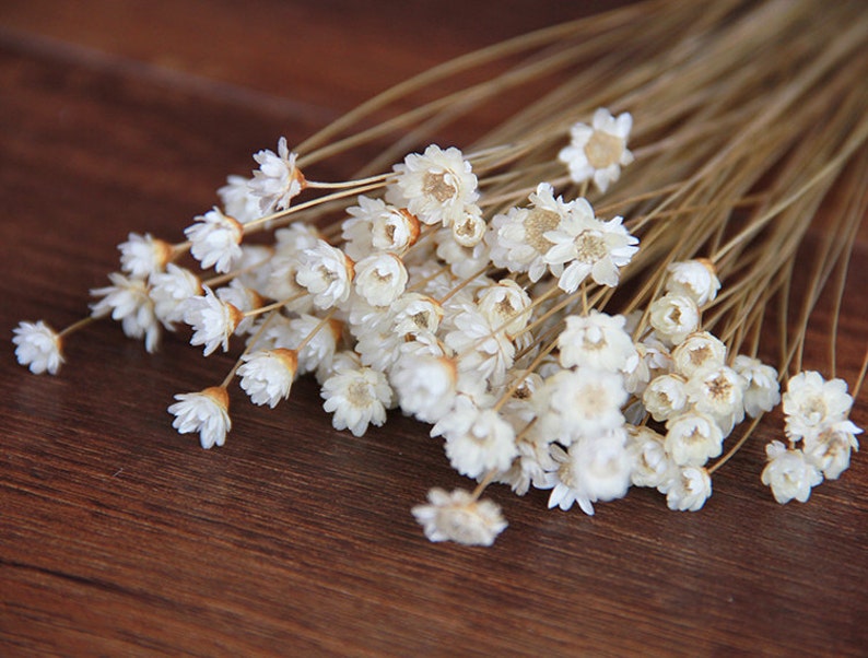 50 pcs  Baby's breath  A small pack of dried flowers for image 1