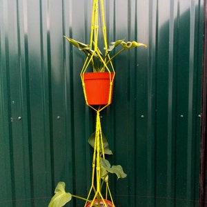 May include: Two potted plants hanging from a yellow macrame plant hanger. The plants are in orange pots and have green leaves. The hanger is attached to a green metal fence.