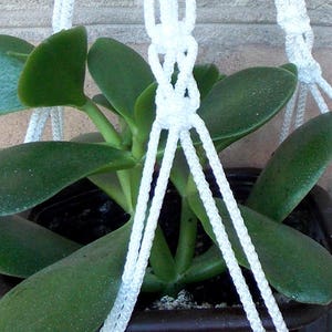 May include: White macrame plant hanger with a green plant in a brown pot.