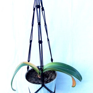May include: A white plant pot with a green plant hanging from a black macrame plant hanger.