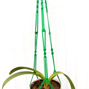 May include: A green macrame plant hanger with a white pot and a green plant with long leaves.