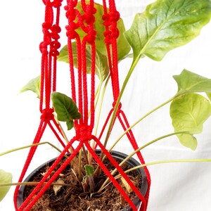 K&ouml;nnte beinhalten: Ein roter Makramee-Pflanzenh&auml;nger mit einer gr&uuml;nen Pflanze in einem braunen Topf. Der H&auml;nger ist aus dickem Seil gefertigt und hat ein Knotenmuster.