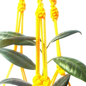 Puede incluir: Un macetero de macramé amarillo con tres hebras de cuerda. El macetero sostiene una pequeña planta en maceta con hojas verdes.