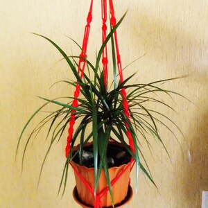 Könnte beinhalten: Ein roter Makramee-Pflanzenhänger mit einer grünen Pflanze in einem braunen Topf.