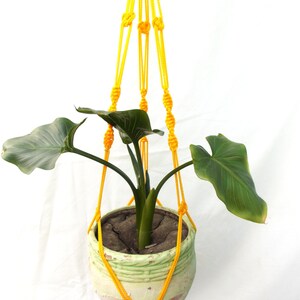 May include: A yellow macrame plant hanger with a green ceramic pot and a leafy plant inside.