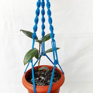 以下が含まれることがあります： 青いマクラメのプラントハンガーに、小さな鉢植えの植物が入っています。ハンガーは太いロープで作られており、結び目のデザインが施されています。