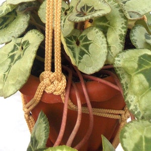 May include: A green and white variegated plant with pink flowers growing in a brown terracotta pot, hanging from a macrame plant hanger made of natural rope.