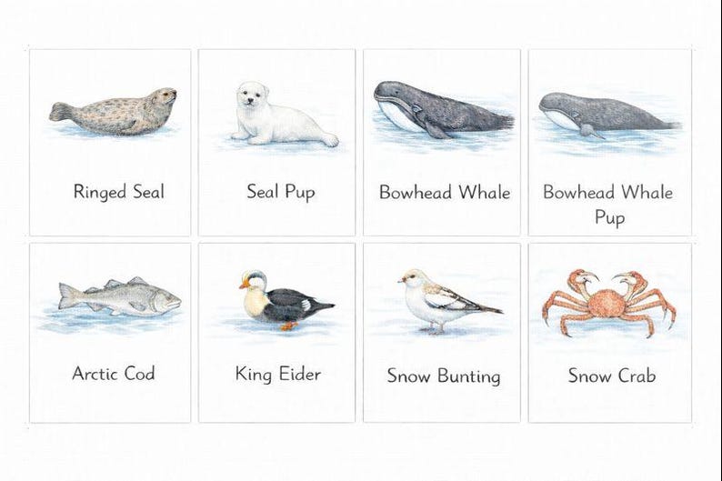 Ocean & Arctic Animal Flash Cards for Pre-k MEGA BUNDLE - Etsy