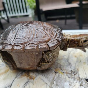 May include: A ceramic turtle sculpture with a detailed shell and a textured finish. The turtle is brown and has a slightly open mouth.