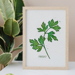 Könnte beinhalten: Ein Aquarellbild eines Petersilien-Zweigs mit grünen Blättern auf weißem Hintergrund. Das Wort "PETERSILIE" ist in schwarzer Schrift unter dem Zweig geschrieben.
