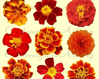 Marigold Clipart Digital Flower Clip Art Tagetes Flower Red Fiery Yellow Bright Colored Flower Clipart Printable Realistic Images Graphics