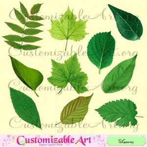 Leaf Clipart Digital Leaf Clip Art Lascia Clipart Clipart Clipart Clipart Clipart Foglia verde foglia