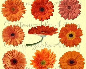 Daisy orange Clipart Digital marguerites Clip Art Gerbera Daisy Flower Clipart Bright feu Orange Mandarine seul côté Images florales graphiques