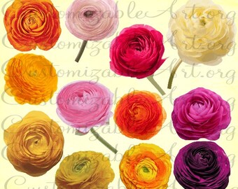 Ranunculus Clipart Digital Persian Buttercup Clip Art Ranunculus Flower Clipart Bride Wedding Bridal Flower Images Digital Flower Graphics