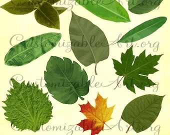 leaf clipart digital leaves clip art grape leaf silver maple etsy