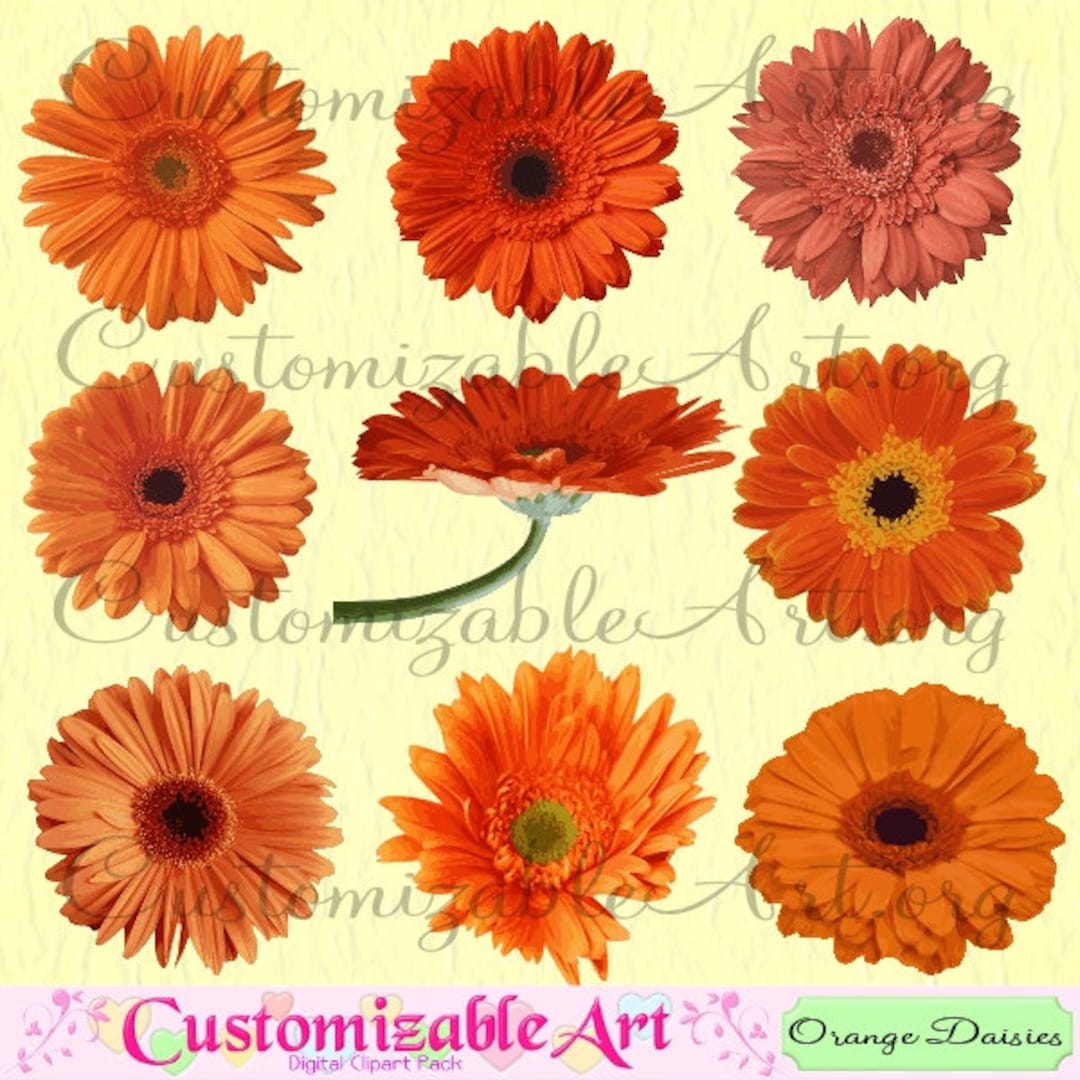 Orange Daisy Clipart Digital Daisies Clip Art Gerbera Daisy Flower