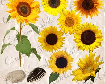 Sunflower Clipart Digital Sunflowers Clipart Images Sunflower Seeds Tall Yellow Sun Flower Graphics Leaf Realistic Flower Clipart Scrapbook