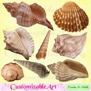 Under the Sea Clipart Nautical Clip Art Digital Seashells Conches Cone Shells Clipart Scrapbook Images Graphics Supplies Realistic Clip Art