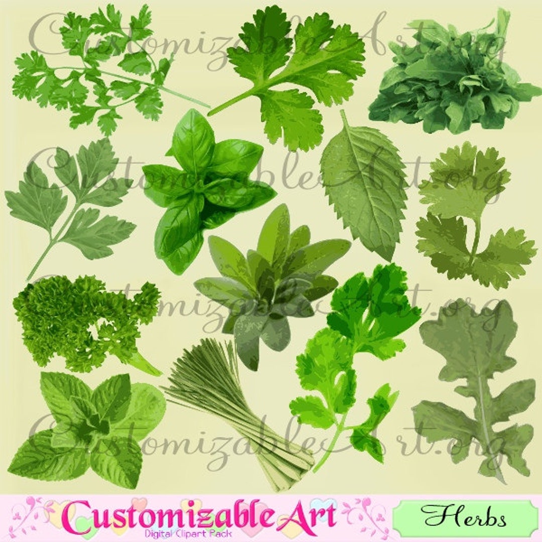 Cilantro Clipart