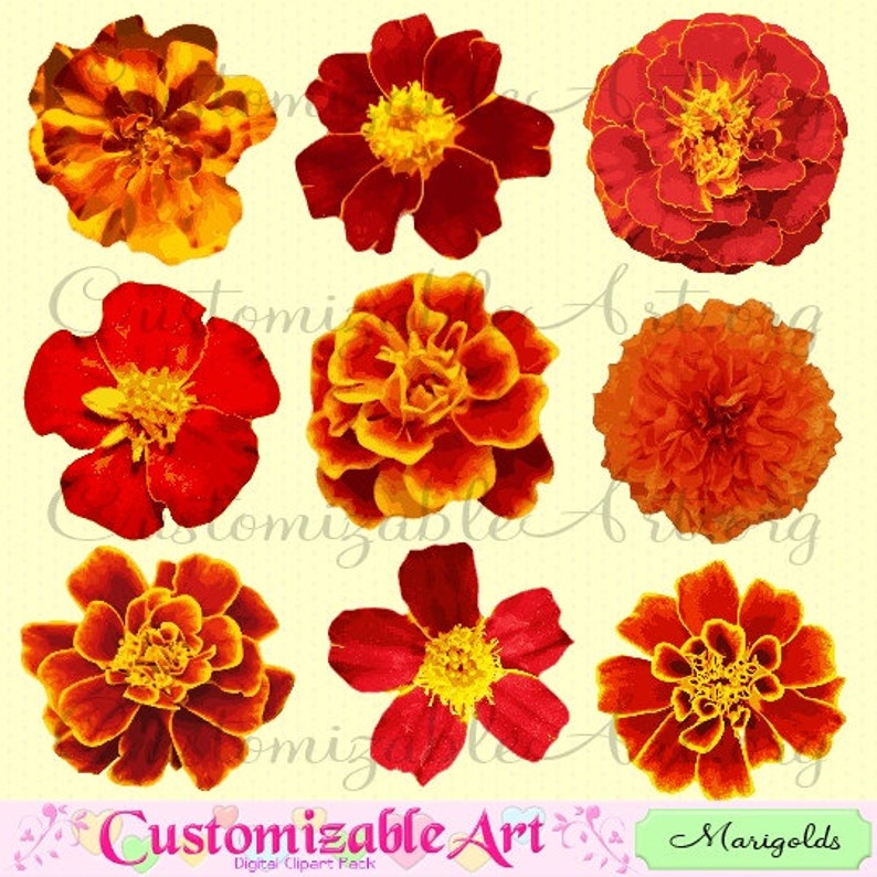 Marigold Clipart Digital Flower Clip Art Tagetes Flower Red Fiery marigold-clipart-digital-flower-clip-art-tagetes-flower-red-fiery