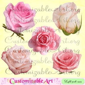 Pink Roses Clipart Light Pink Rose Digital Clip Art Blooming Rose Flower Pale Pink White Light Colored Rose Wedding Floral Fun Cute Graphics