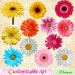 Daisy Clipart Digital Daisy Flowers Clipart Scrapbook Daisy Red Coral Yellow White Pink Blue Cute Daisies Flowers Clipart Realistic Digital