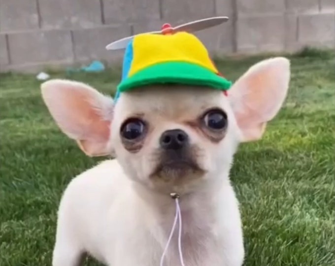 Original Designcat Hatpropeller Hatpet Costume SF Fandom Etsy