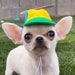 see more listings in the Small pet's hats & more section