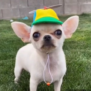 Bumper hat for dogs top