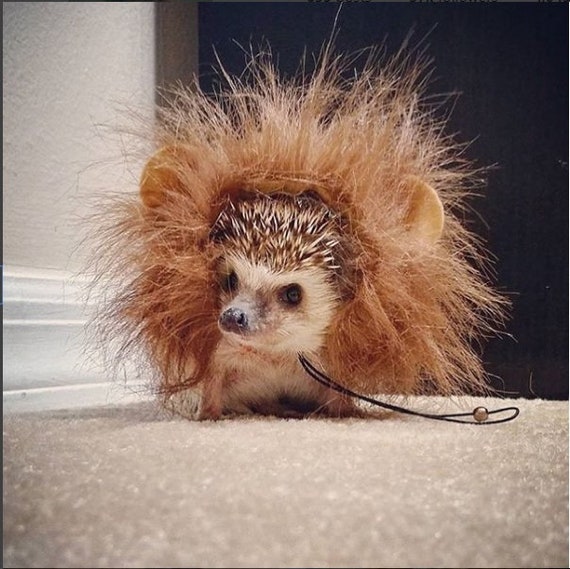 Hedgehogs In Costumes